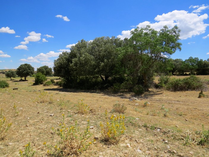 bp 11 fresnos con encinas 2.jpg (426541 bytes)