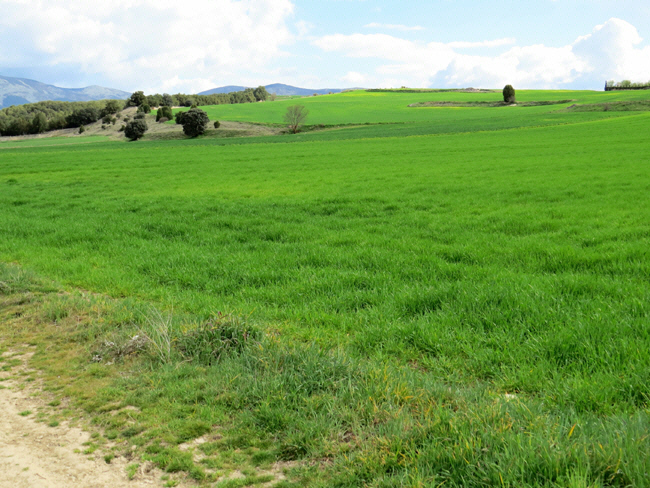 puente veterano sin servicio de mantenimiento