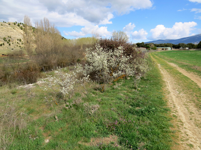 puente veterano sin servicio de mantenimiento