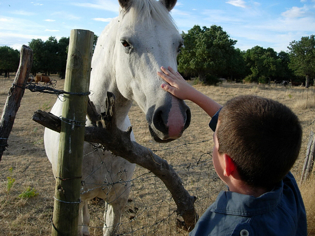 andacaball03.jpg (337329 bytes)